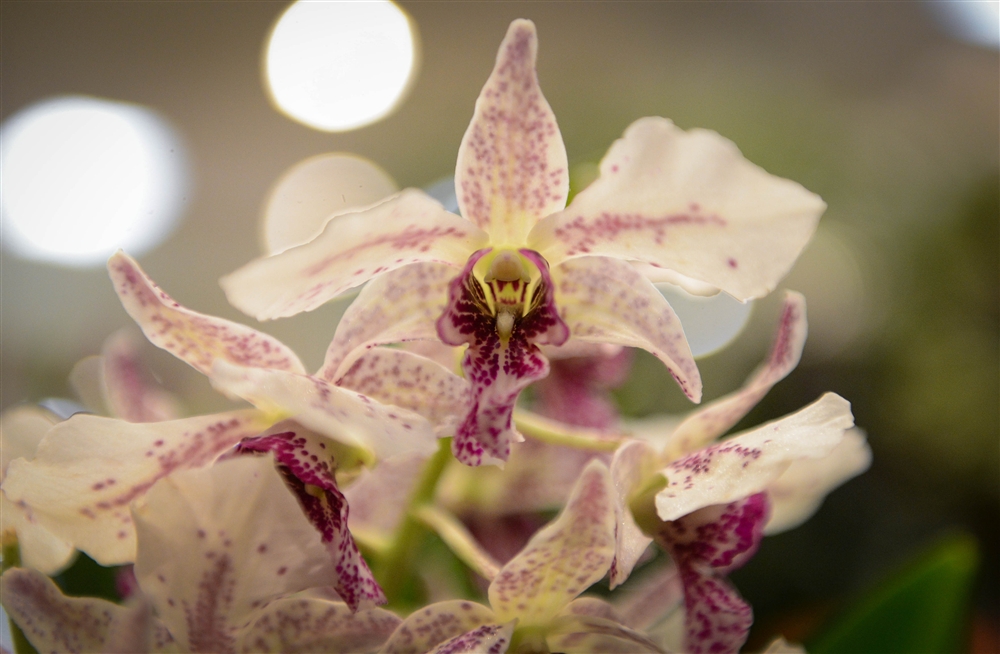 Venice Area Orchid Society's 50th Orchid Show and Sale Photo