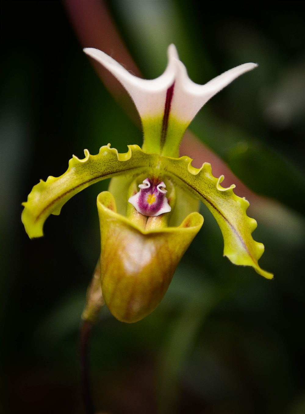 Venice Area Orchid Society's 50th Orchid Show and Sale Photo