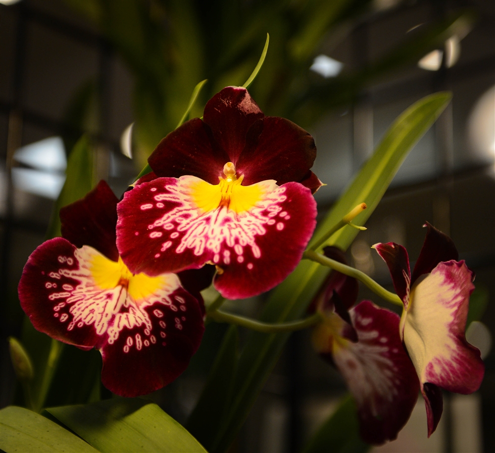 Venice Area Orchid Society's 50th Orchid Show and Sale Photo