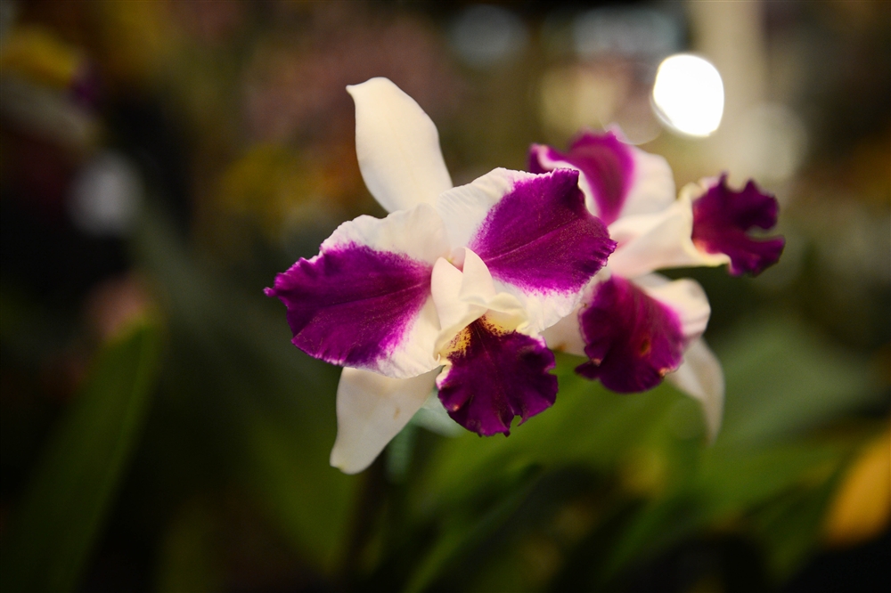 Venice Area Orchid Society's 50th Orchid Show and Sale Photo